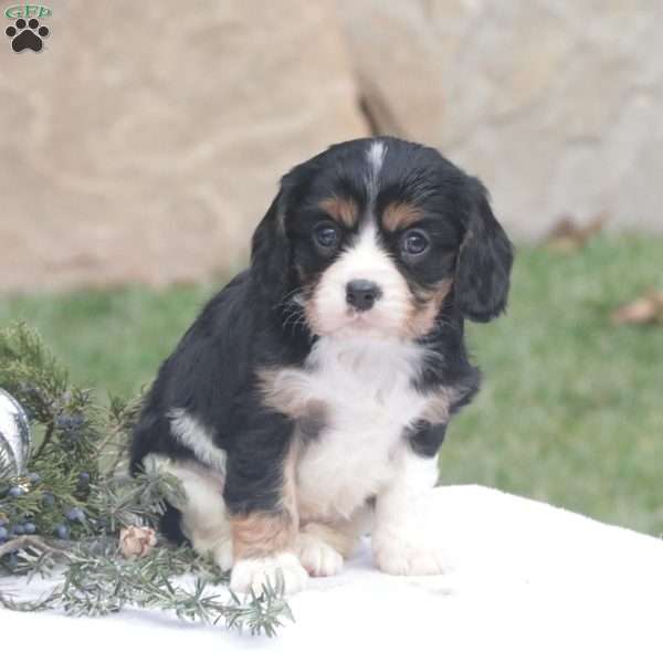Dorcas, Cavalier King Charles Spaniel Puppy